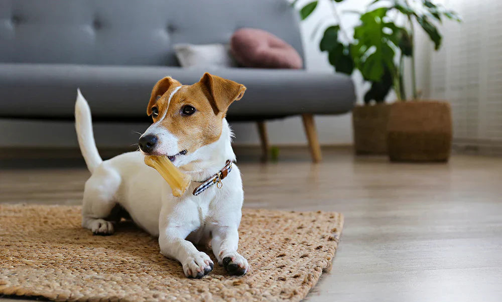 Essential Dog Care Tips for a Happy, Healthy Pup