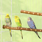 Natural Wooden Birds Perch